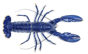 Blue Lobster 4-Miler