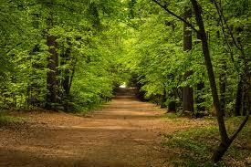 Scadbury 2.5 & 5 Mile Trail Run 2022