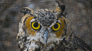 3RD Annual Overlook ES Follow That Owl 5K