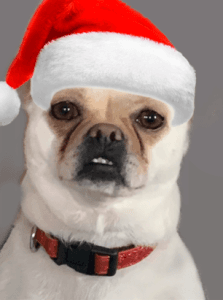 Santa Paws 5K and Pet Parade