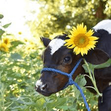 Dairy Dash 5K Trail Run