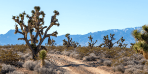 Flat Top Mesa Endurance Run 2025