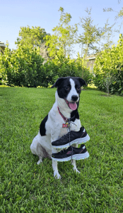 Wagging Tails on the Trails 5k Trail Race