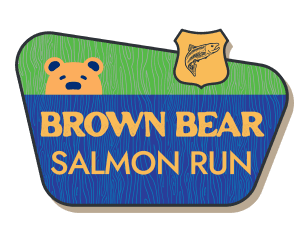 Brown Bear Salmon Run