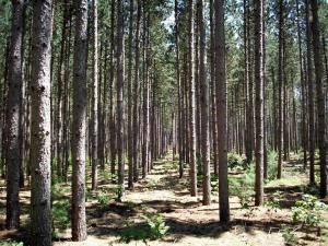 Fruitland Trail Run/Walk