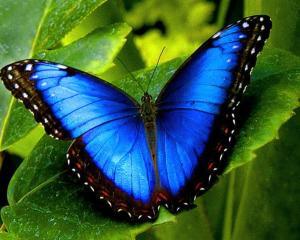 7th Annual Nann McMullin Memorial Run for the Butterflies 2022 Celebration of Butterflies