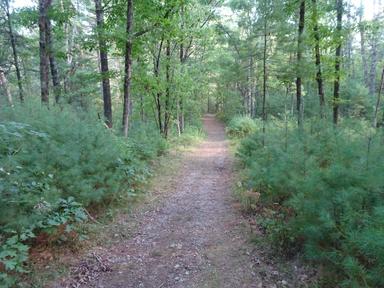 2023 Upton 10.5K and Half Marathon Trail Race