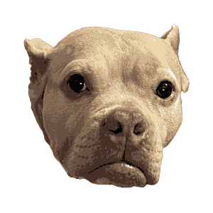 Gemma's Lyme Disease and Obesity Awareness Virtual 5k Fun Run for the Cure