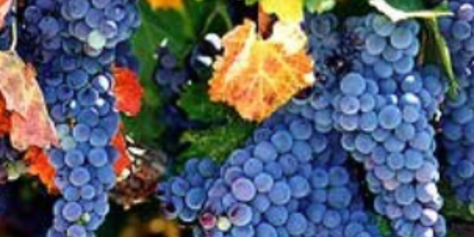 Napa Fall Wine Country Marathon